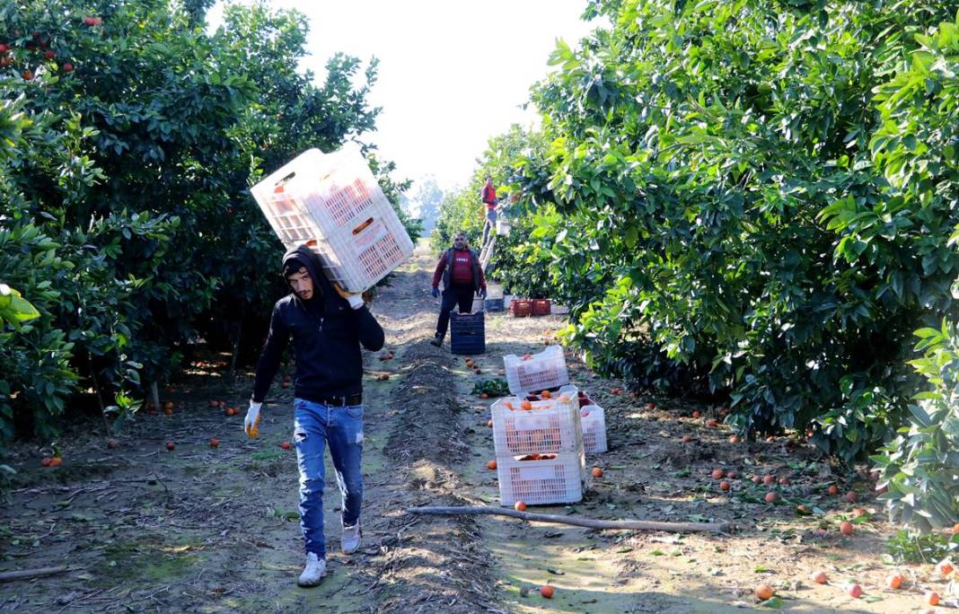 Bu portakal kan ağlıyor: Kilosu 12 TL! Yurt dışından yoğun talep görüyor 3